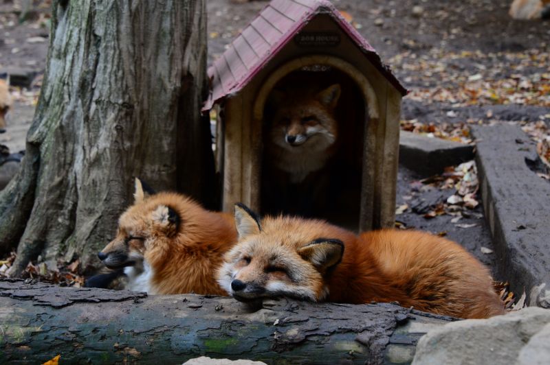 công viên cáo Zao Kitsune Mura